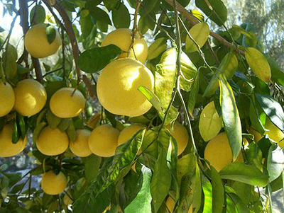 grapefruit Herbagetica